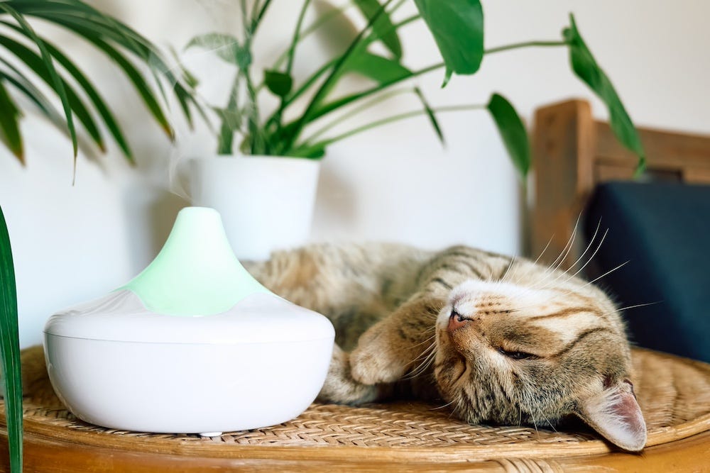 CATS AND SMALL ANIMALS