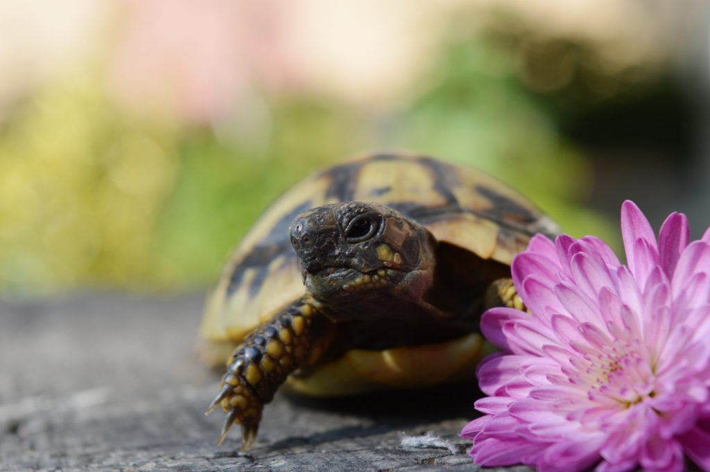 BIRDS, REPTILES & SHELLED ANIMALS